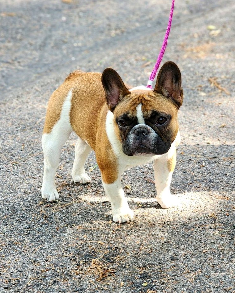 French Bulldog on a walk — protect your pet with a MediK-9 first aid kit